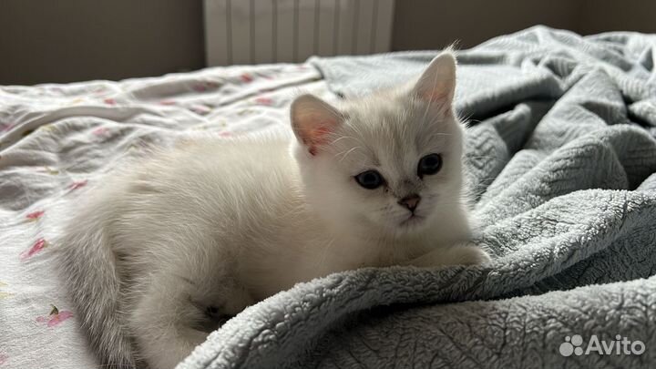 Британская шиншилла в добрые руки