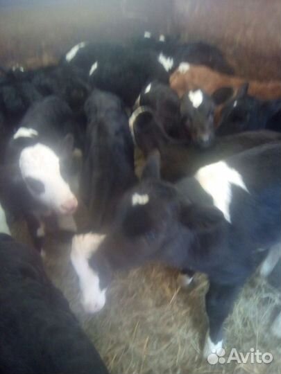 Быки и телочки от месяца до 2х