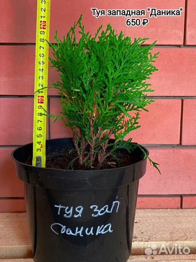 Туя западная 