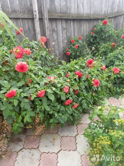 Георгины корни