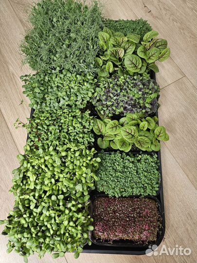 Микрозелень