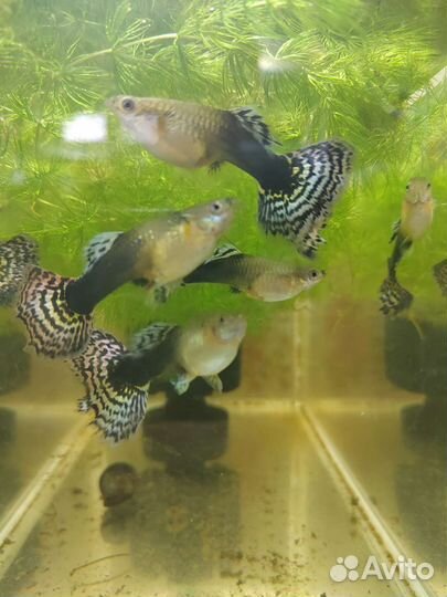 Гуппи Красная гвоздика, Мозаика устойчивой породы