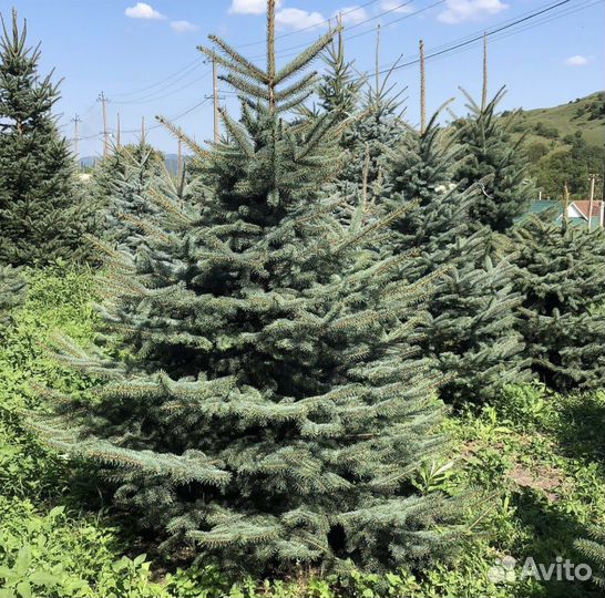 Ель голубая глаука