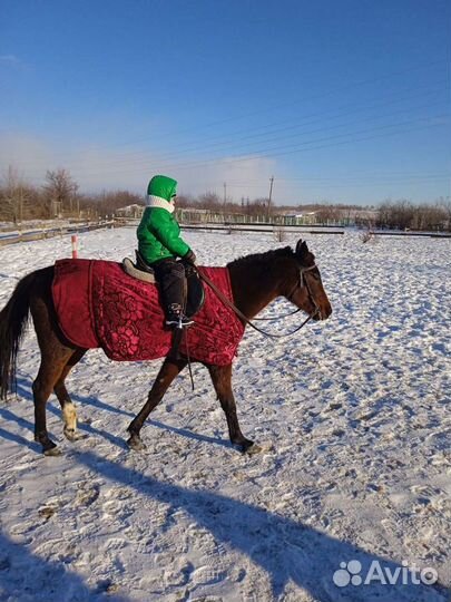 Постой лошадей