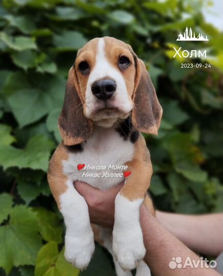 Щенки бигль