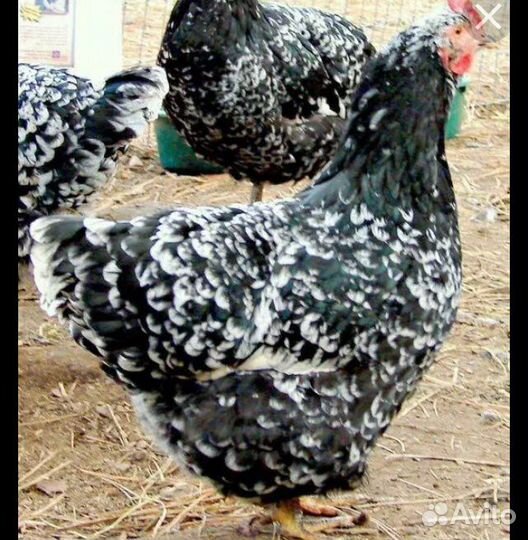 Цыплята австролорпа и кучинской юбилейной