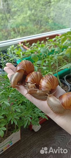 Улитки Ахатины Фулика