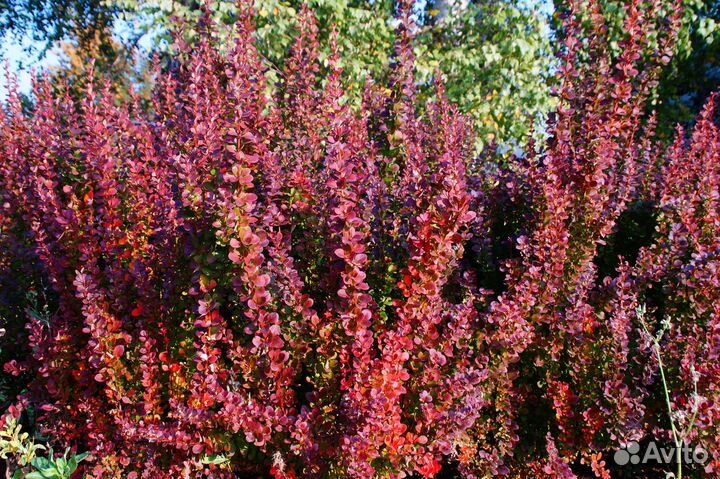 Живая изгородь доставка посадка