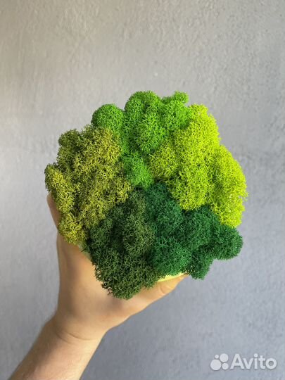 Стабилизированный мох, Зелёное Яблоко