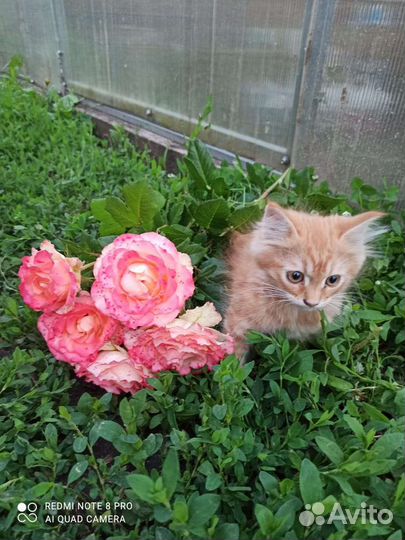 Кошка в дар бесплатно