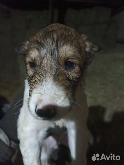 Собака русская борзая