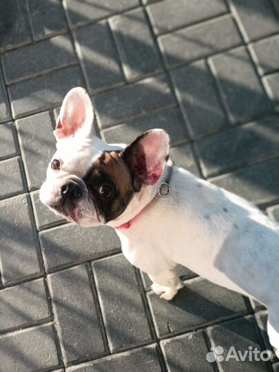 Выгул собак