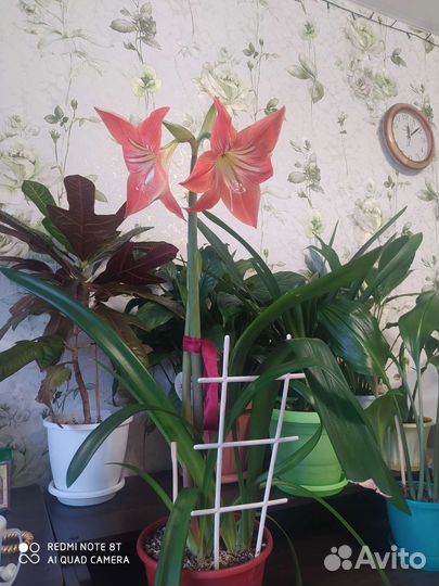 Гиппиаструм