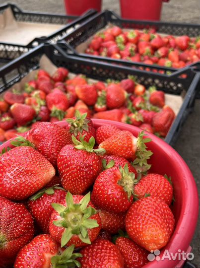 Клубника Байкальская