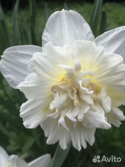 Нарциссы марьин Корень. нарциссы Голанской селек