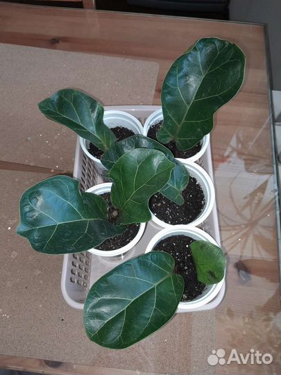 Мирт, детки