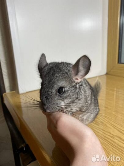 Шиншилла мальчик 2 месяца