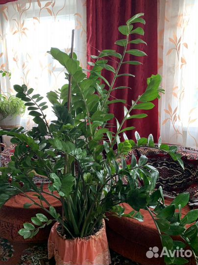 Замиокулькас