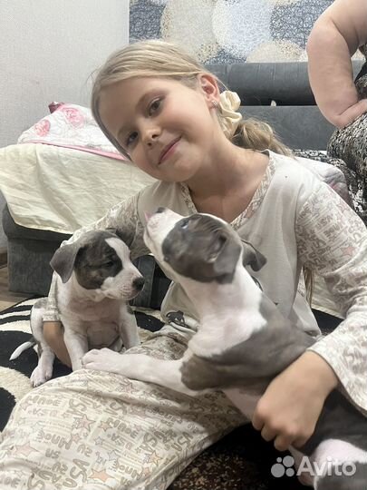 Амстафф щенки