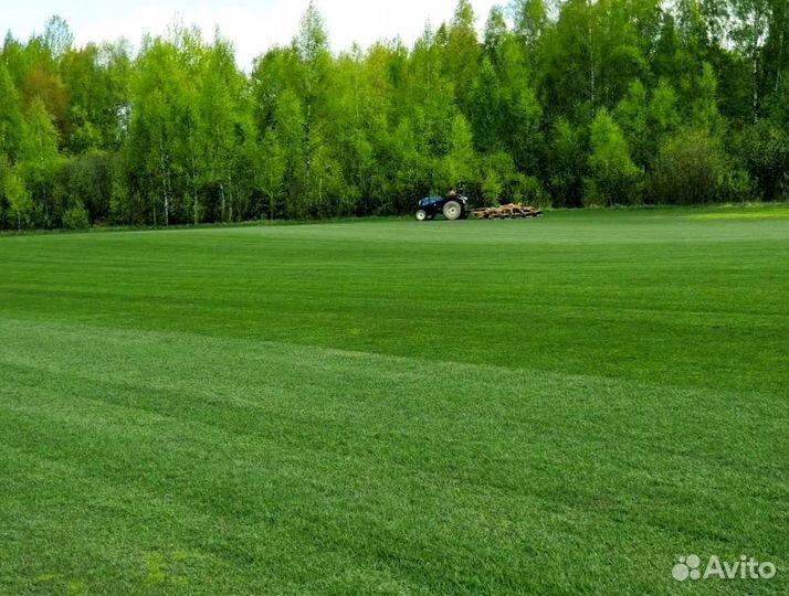 Газон в рулоне