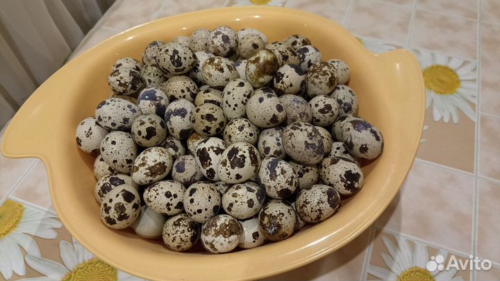 Яйцо перепелиное