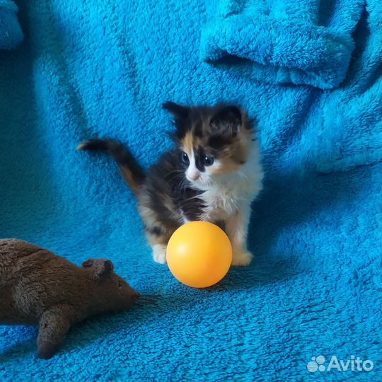 Котёнок трёхцветка