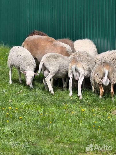 Ягнята баранчики