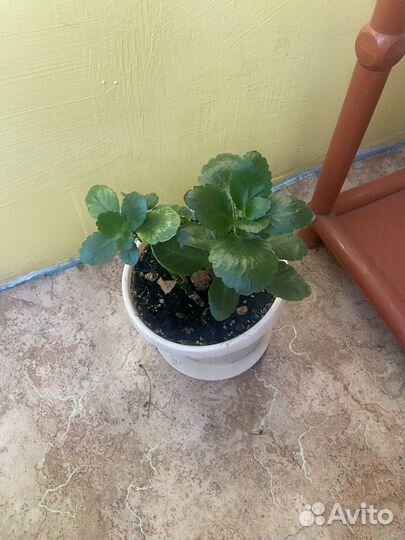 Комнатные цветы