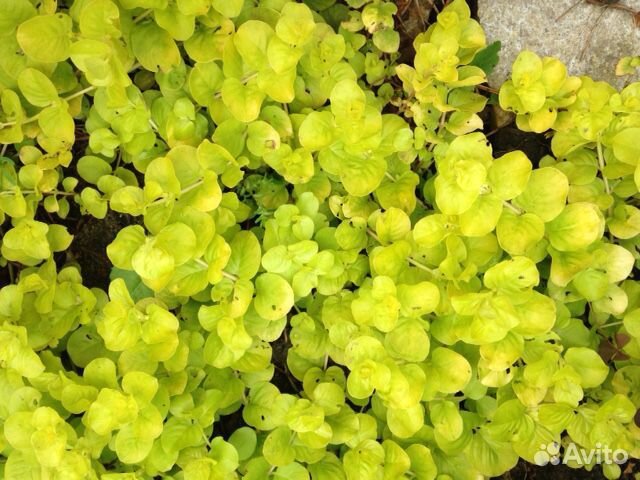 Почвопокровные растения с доставкой