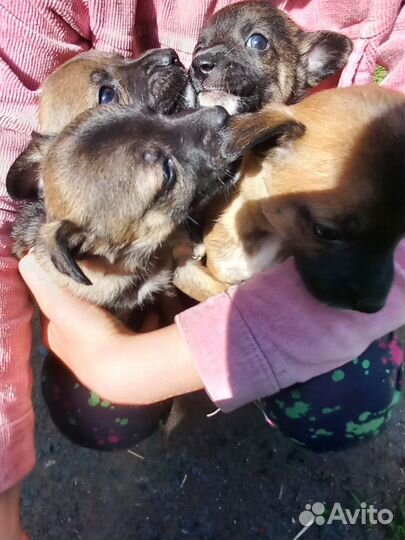 Щенки Помчи