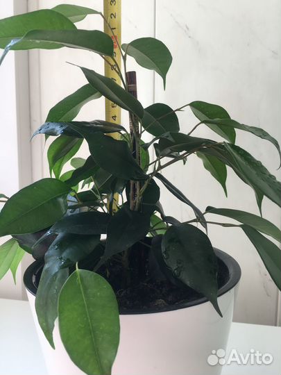 Комнатные растения