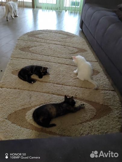 Котята от домашней кошки