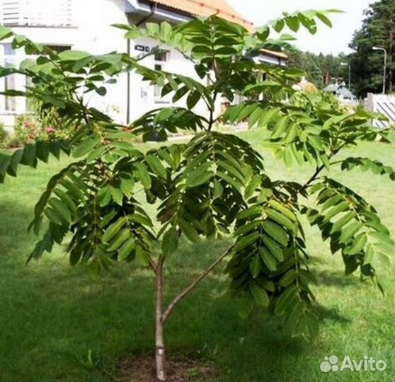 Манчжурский орех