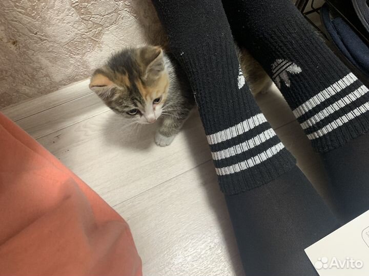 Кошки котята котёнок