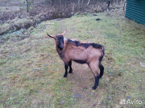 Козы. Козел