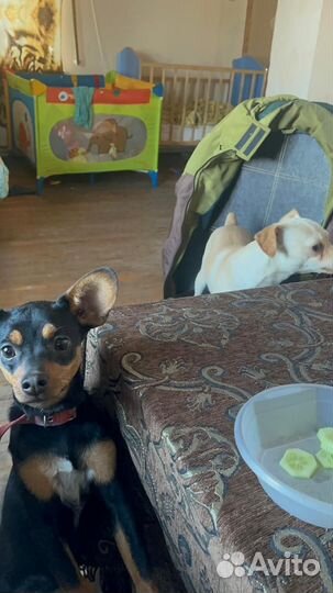 Отдам собак