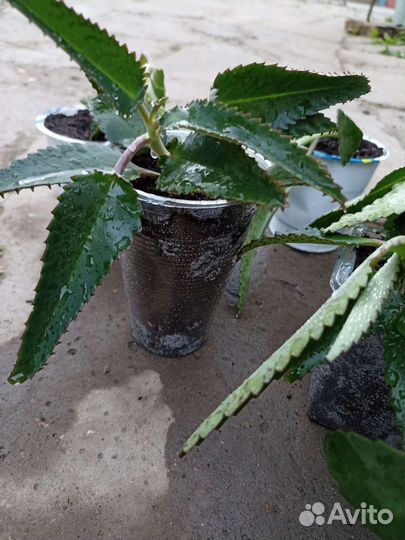 Каланхоэ лечебное