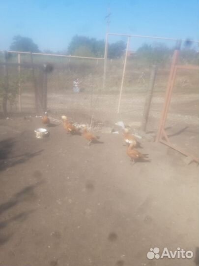 Продам огорей