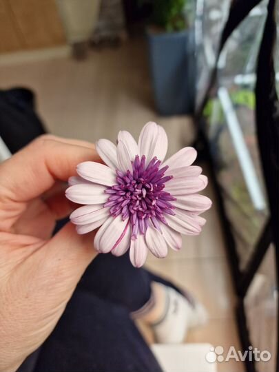 Вегетативные черенки