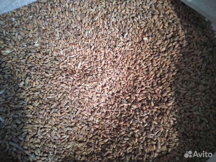 Зерно пшеница