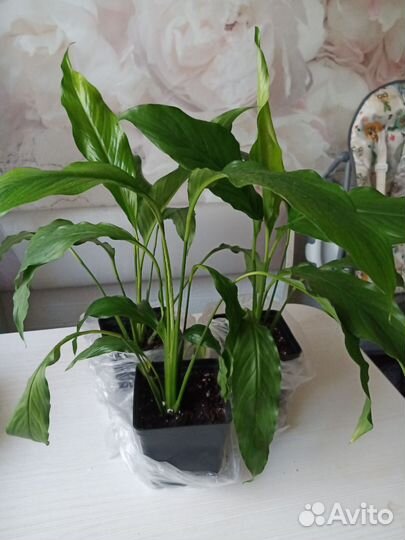 Спатифиллум