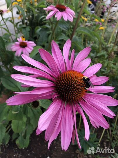 Эхинацея