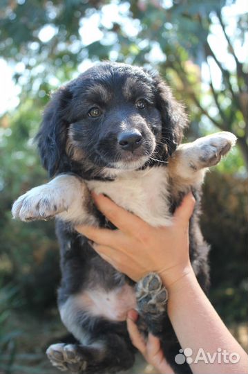 Щенки красавцы