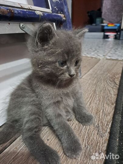 Кошка в дар