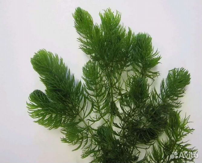 Роголистник