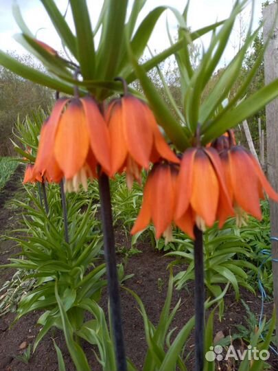 Рябчик императорский