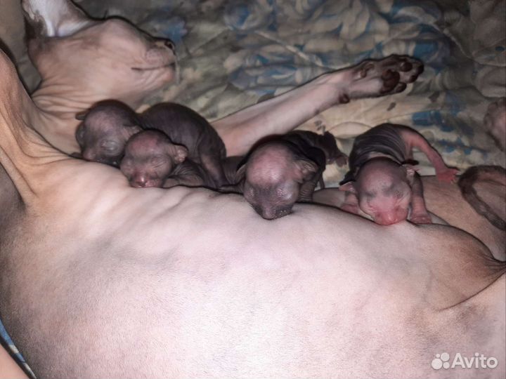 Канадский сфинкс