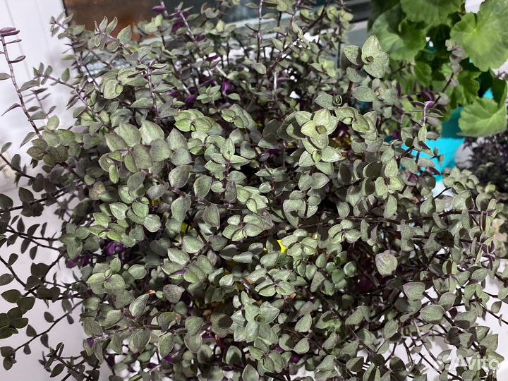 Традесканция мини