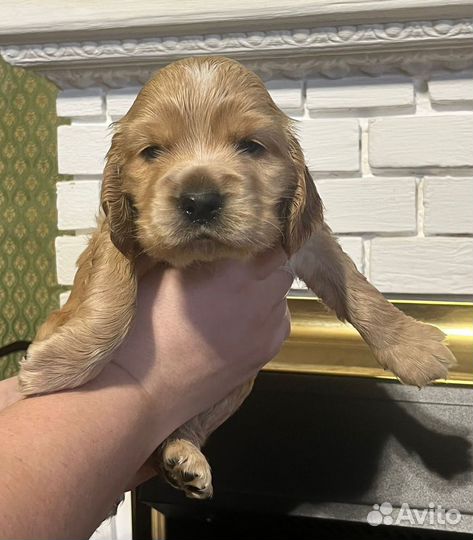 Щенки кокер спаниеля