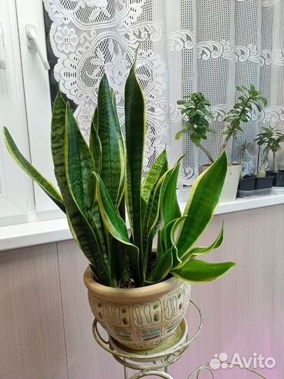 Сансевиерия